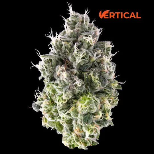 Vertical Cannabis - Vertical Cannabis | Lemon Fresh | Big Buds - 1