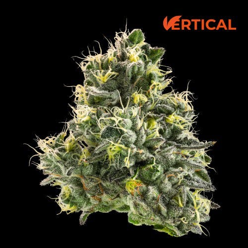 Vertical Cannabis - Vertical Cannabis | Wild Cherry Raspberry | Big Buds | 3.5g - 1