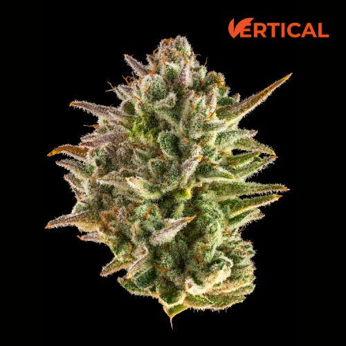 Vertical Cannabis - Vertical Cannabis | Blueberry Cupcake | Minis | 0.5g each | 7pk - 1