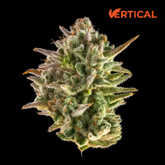 Vertical Cannabis - Vertical Cannabis | Blueberry Cupcake | Minis | 0.5g each | 7pk - 1