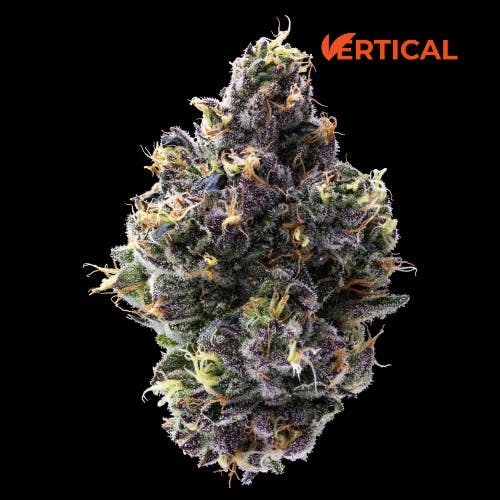 Vertical Cannabis - Vertical Cannabis | Gelato 33 | Minis | 0.5g each | 7pk - 1