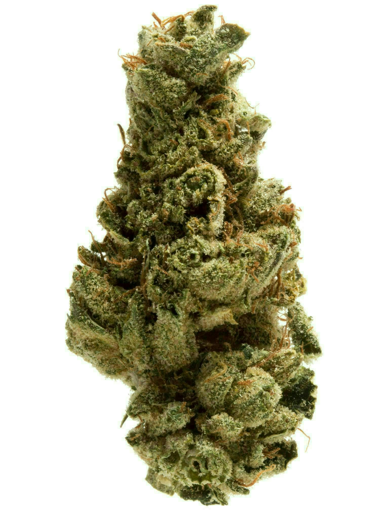 Distro 10 - Trophy Wife | Flower - 1