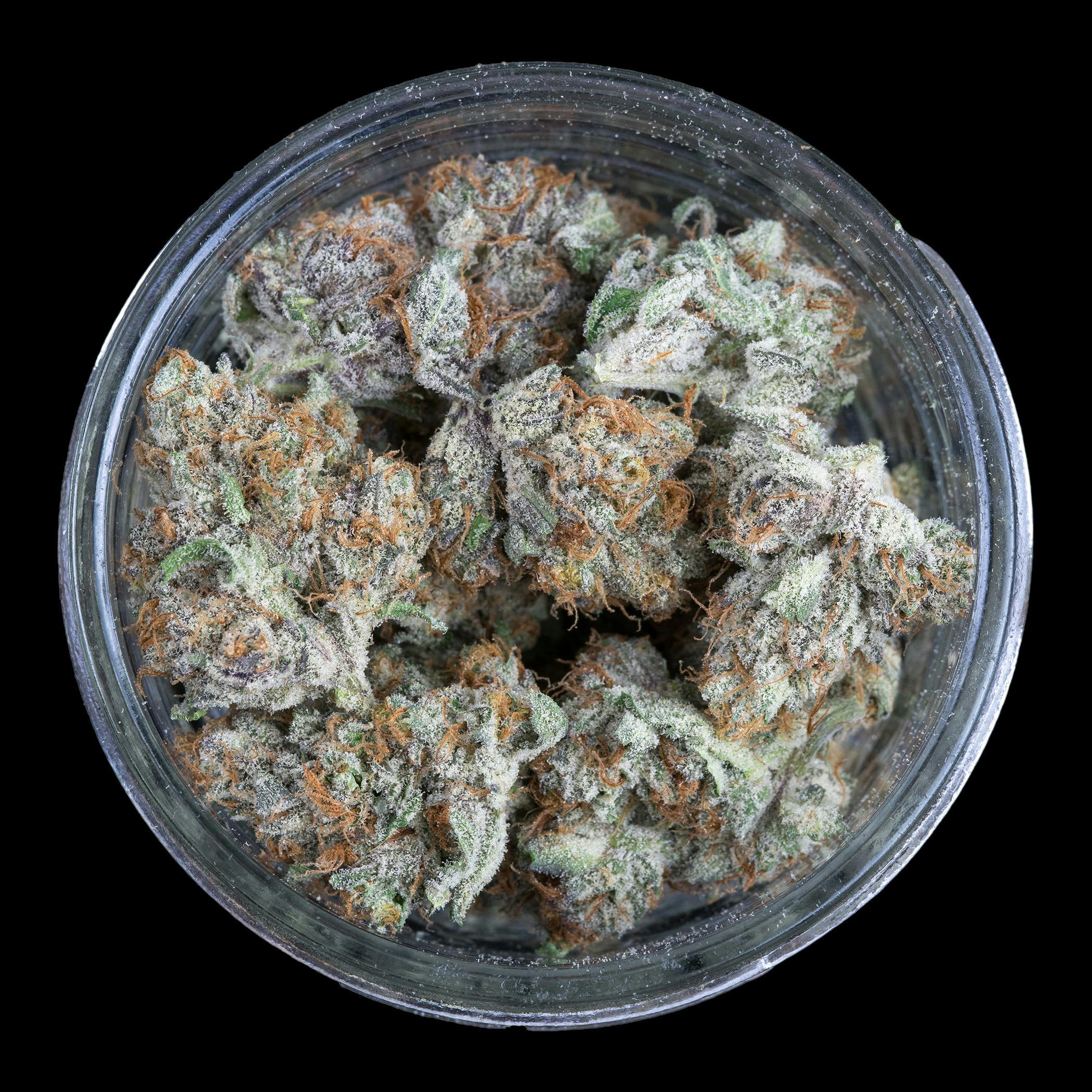 Indico - Forbidden Blueprint - FRAKTAL Cannabis - 1