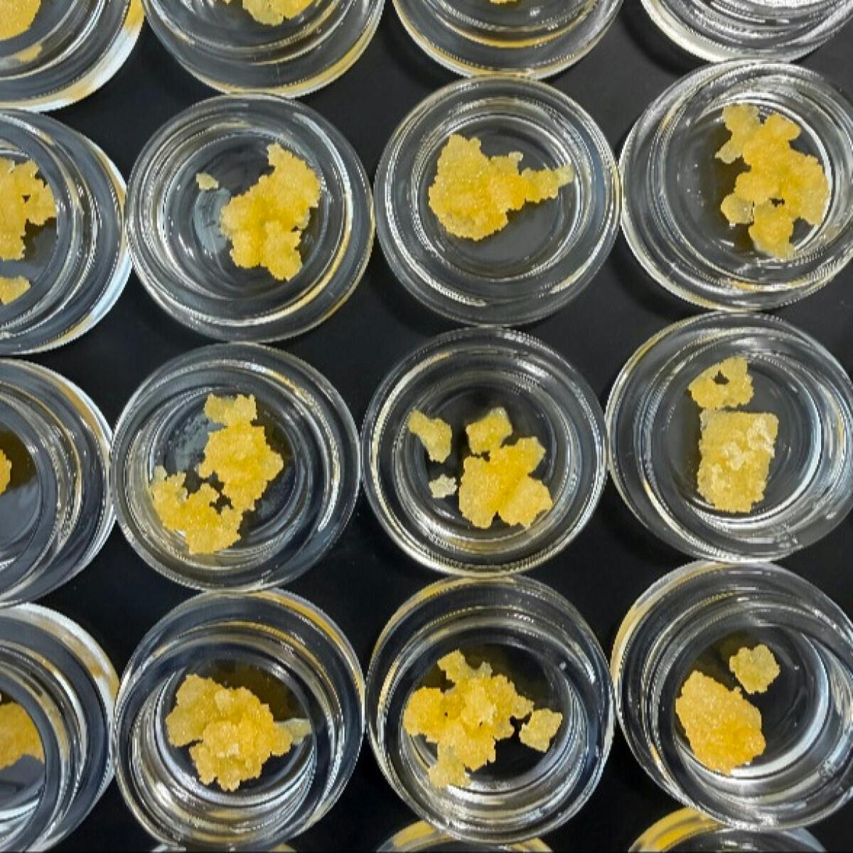 Fireweed Extracts - Blue Kush Terp Sugar 0.5g - 1