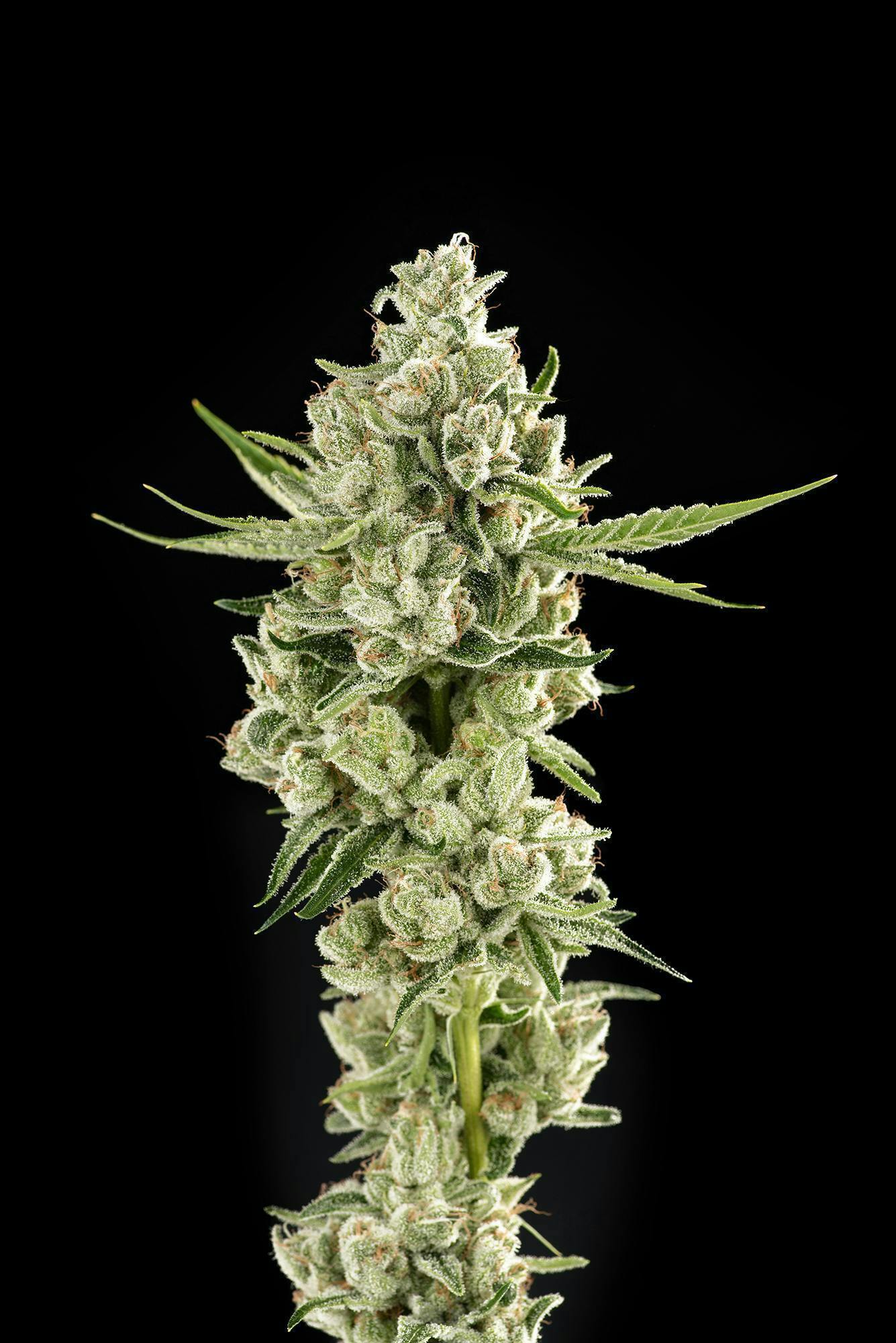 Decibel Gardens - Cali-O | Indoor Flower | 1g - 1