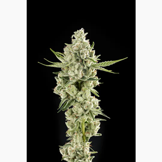 Decibel Gardens - Cali-O | Indoor Flower | 1g - 1