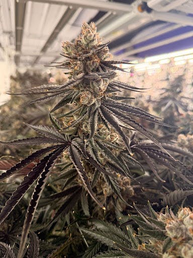 Delta Bud Company - Neon Nights | Flower | 7g - 1