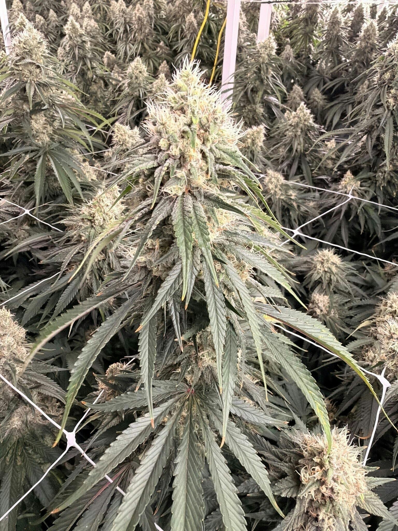 Delta Bud Company - Mary's Poppin | Flower | 7g - 1