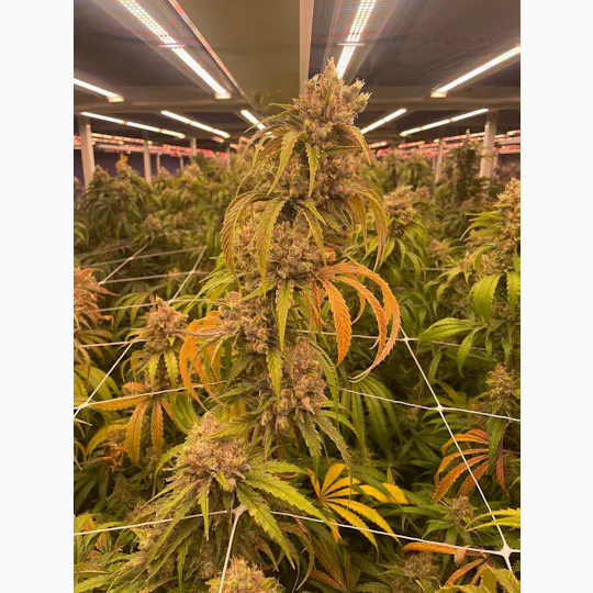 Delta Bud Company - Laughing Buddha | Flower | 7g - 1