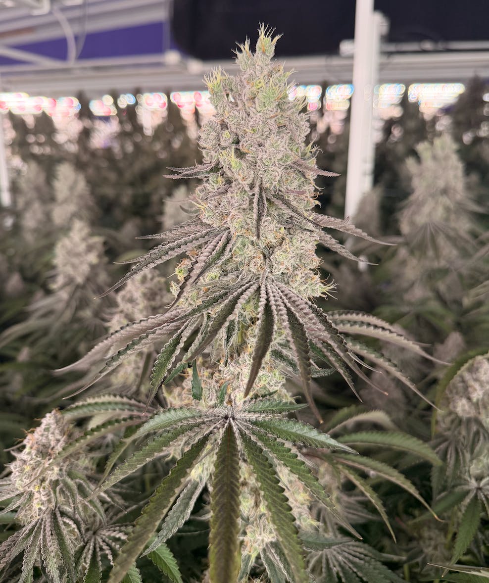 Delta Bud Company - Lazy Susan | Flower | 7g - 1