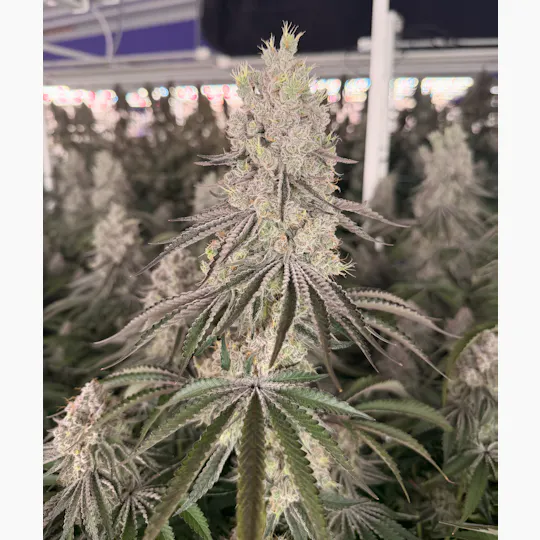 Delta Bud Company - Lazy Susan | Flower | 3.5g - 1