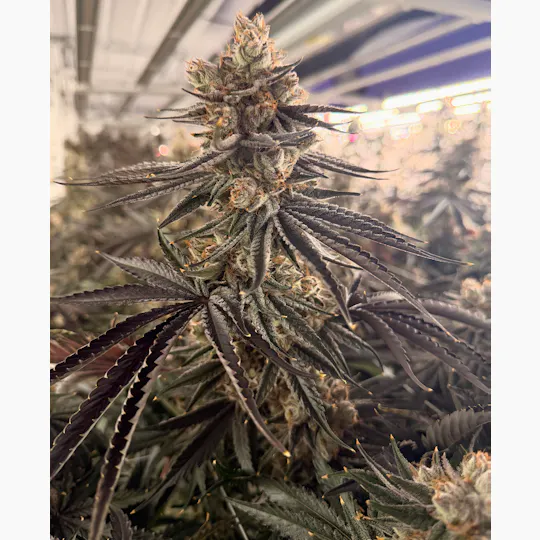 Delta Bud Company - Goblin Breath | Flower | 3.5g - 1