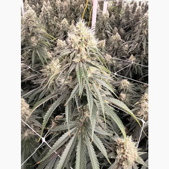 Delta Bud Company - Mary's Poppin | Flower | 3.5g - 1