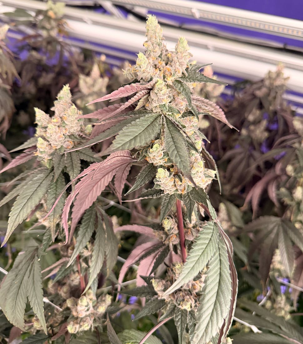 Delta Bud Company - Shagzilla | Flower | 7g - 1