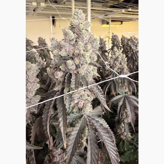 Delta Bud Company - Milk Mustache | Flower | 3.5g - 1