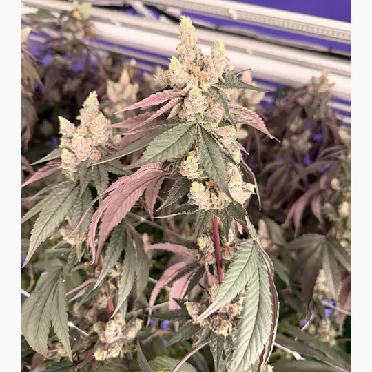Delta Bud Company - Shagzilla | Flower | 3.5g - 1