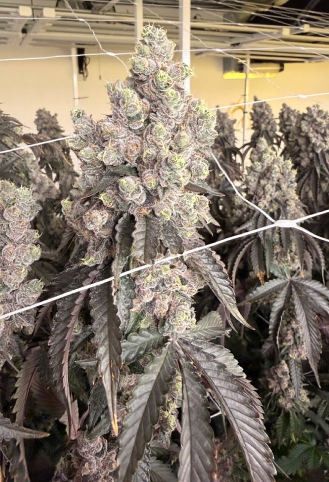 Delta Bud Company - Milk Mustache | Flower | 7g - 1