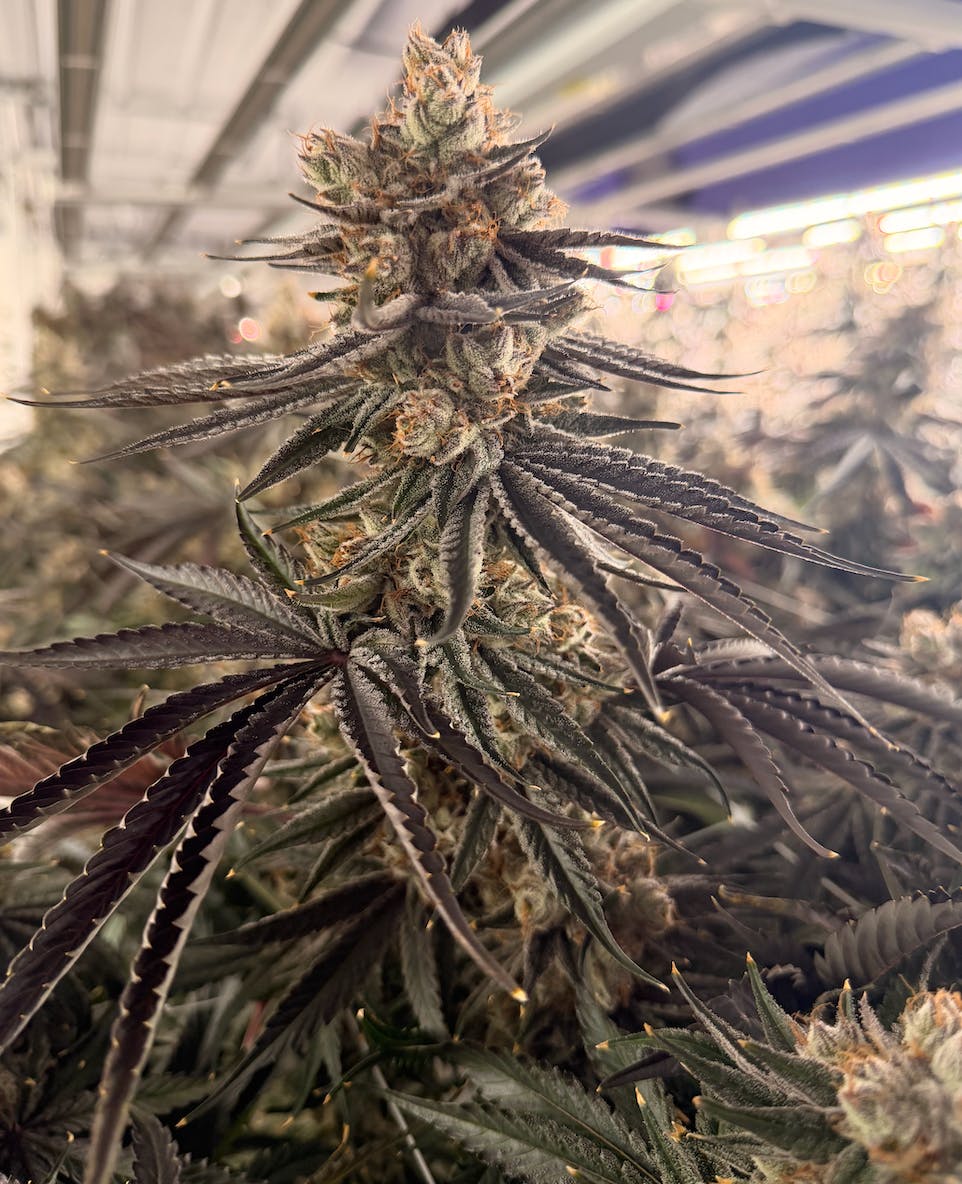Delta Bud Company - Goblin Breath | Flower | 7g - 1