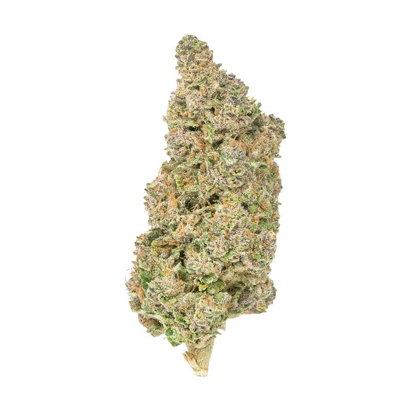 Burr's Place - Triploid OG | Big Buds | 28g - 1