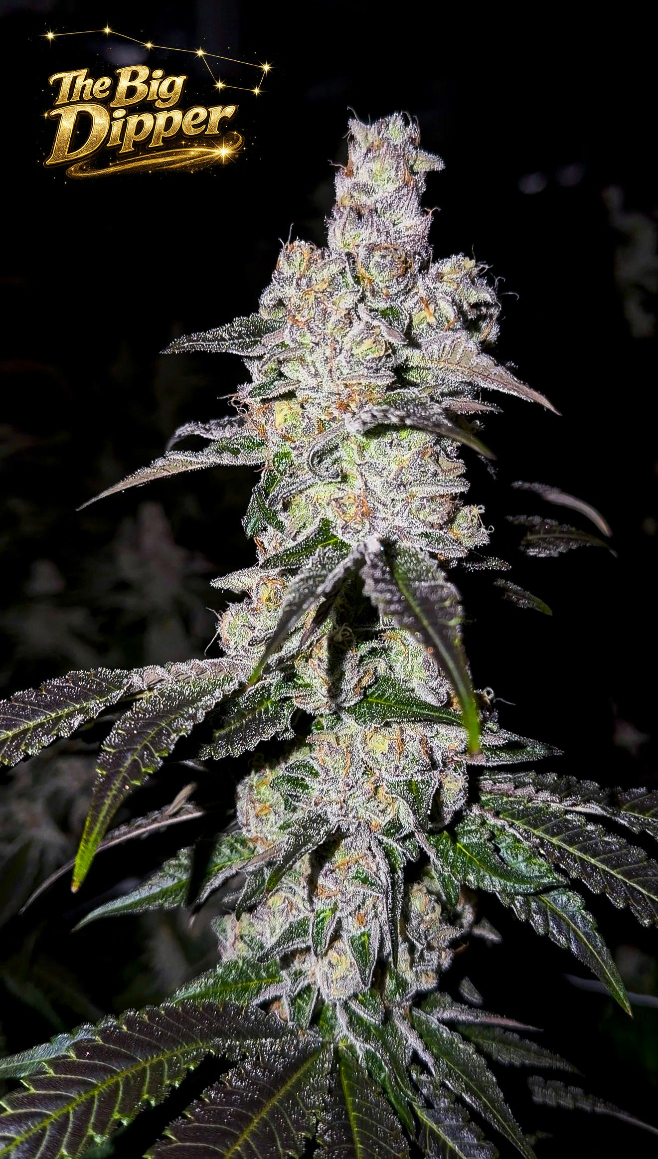 Fig Farms - The Big Dipper - 1