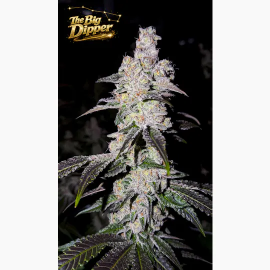 Fig Farms - The Big Dipper - 1