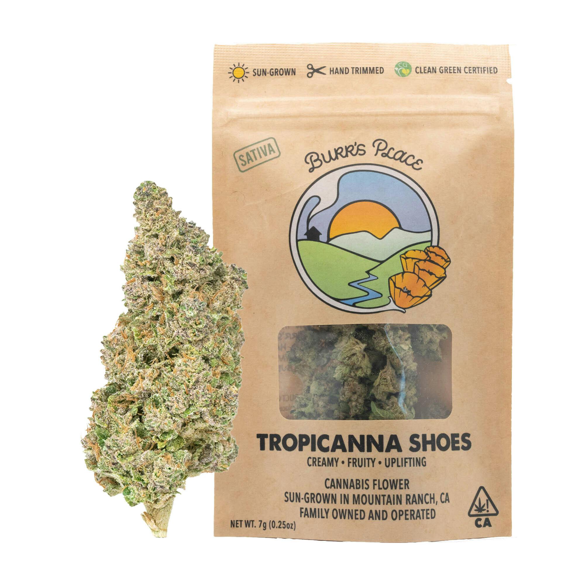 Burr's Place - Tropicanna Shoes | Big Buds | 7g - 1