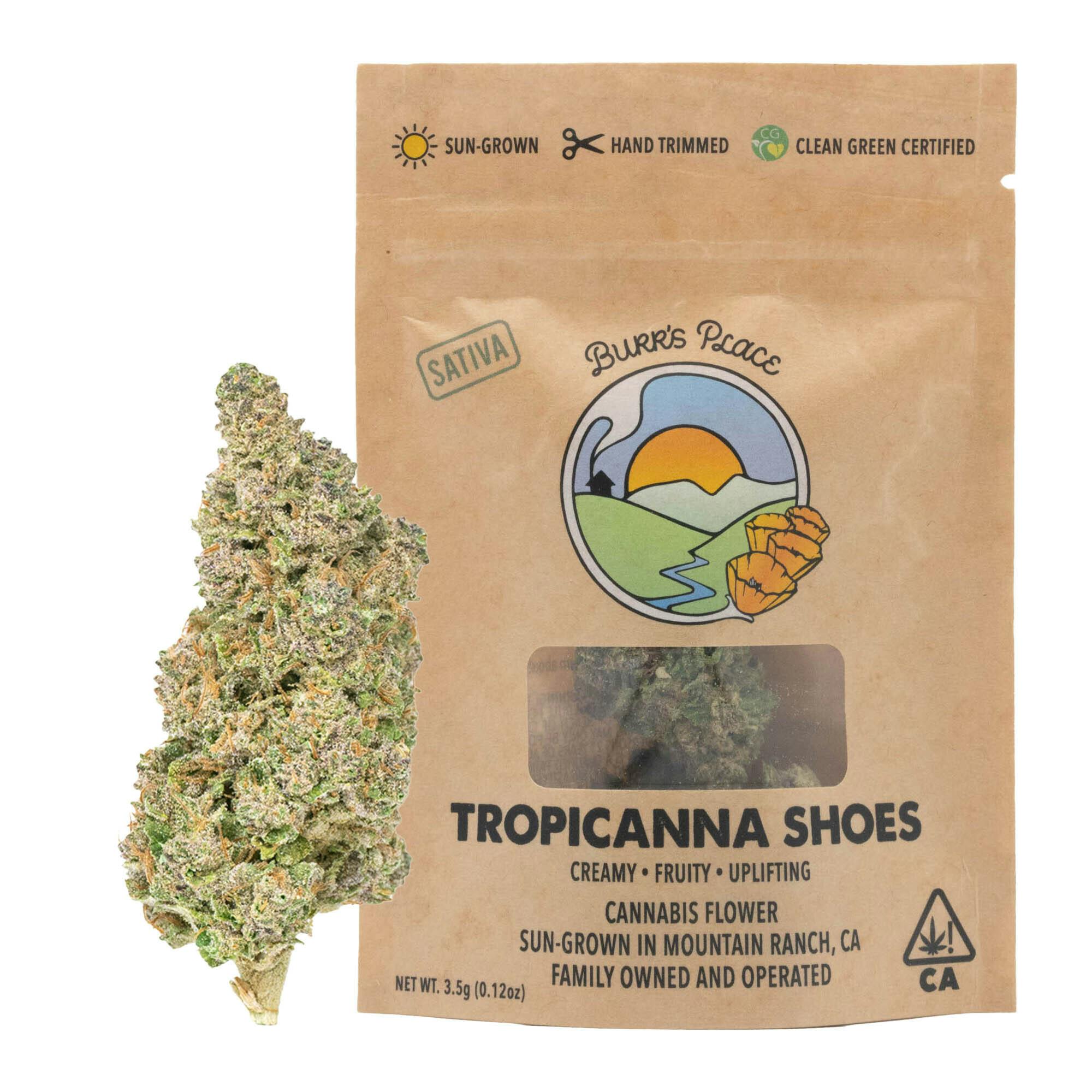 Burr's Place - Tropicanna Shoes | Big Buds | 3.5g - 1