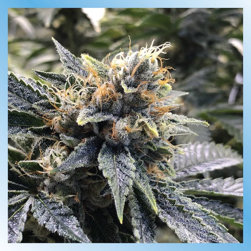 Flora East Lansing 25% Off Flower & Pre Roll Packs