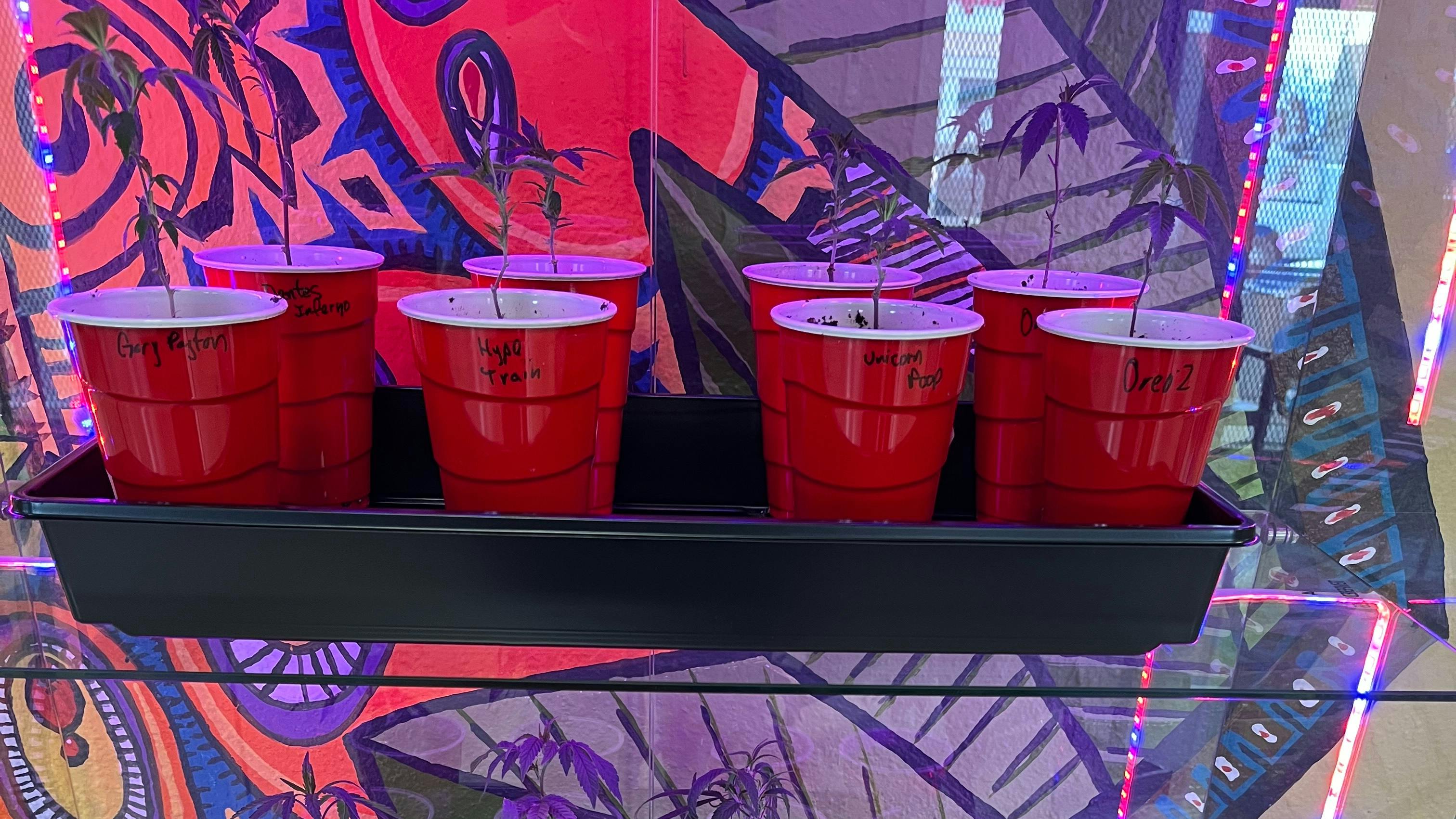 Ridankulous Alamogordo Clones for Sale