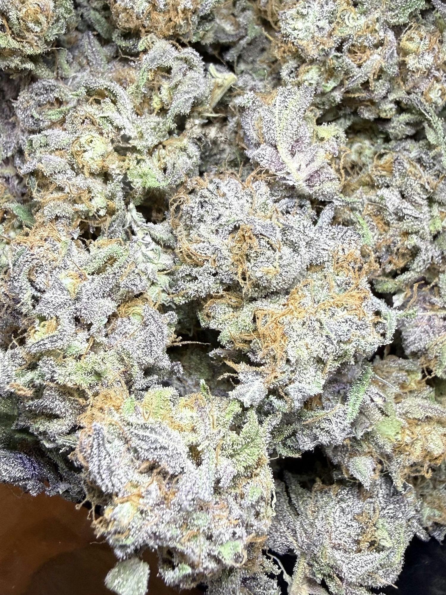 Afghani Ink | Lobster Fam Farms