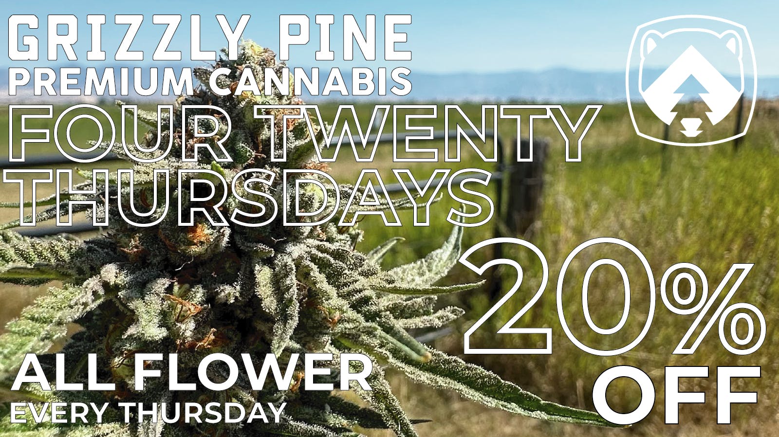 Grizzly Pine - Helena Four Twenty Thursdays