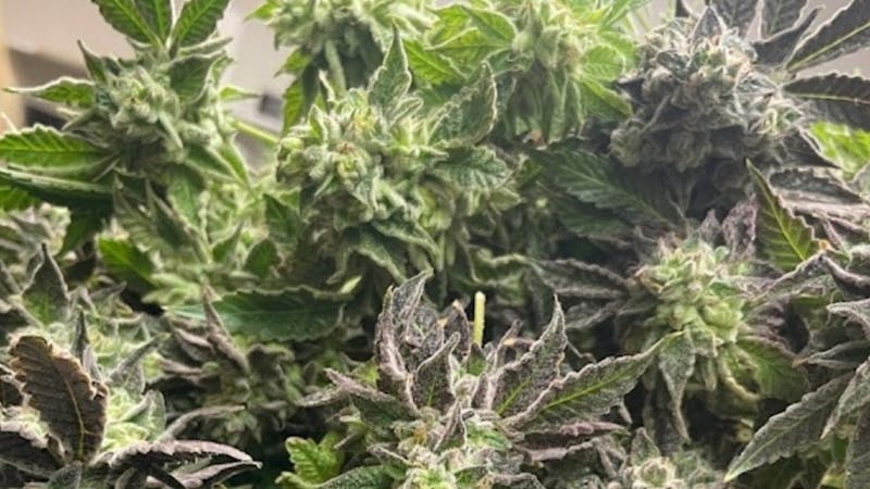 Green Token Oklahoma FEEL GOOD FRIDAY!!!