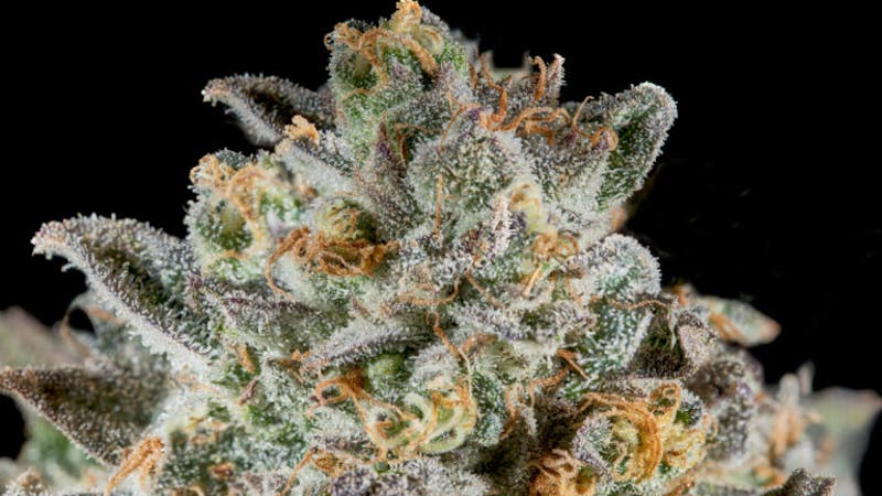 207 Hydro Farm SELECT FLOWER 25% OFF