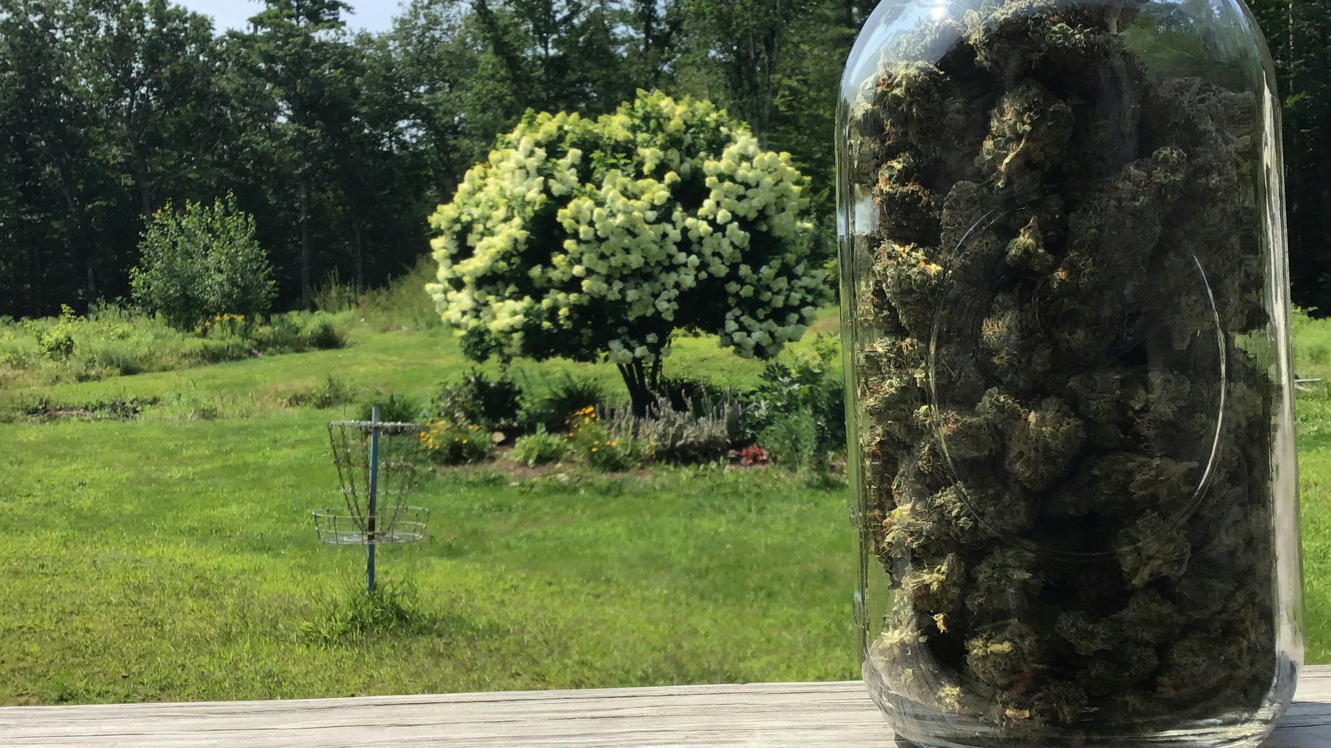 Green Roots Company 10% off Flower Fridays!