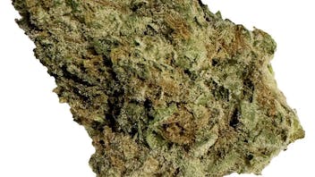 Hibuzz - Eglinton 14G BUNDLE DEAL 10% OFF!