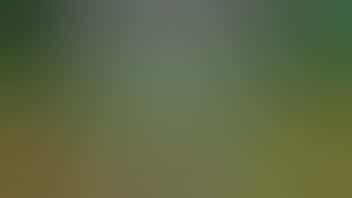 New Millennium Mondaze 20% OFF Top Shelf Flower