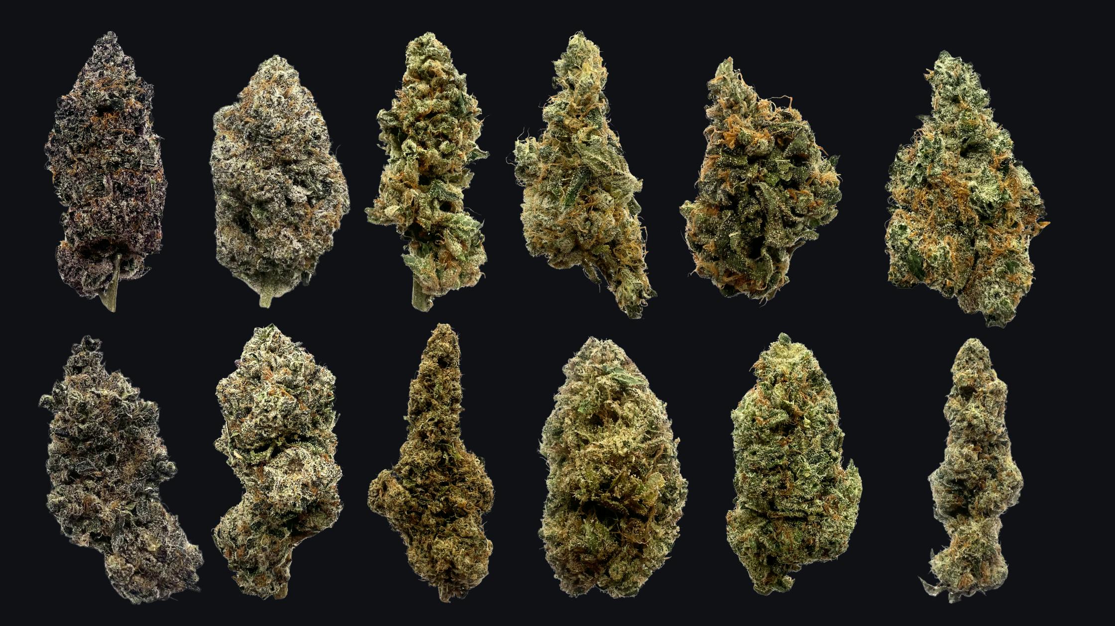 Northeast Alliance Huge Selection of Flower