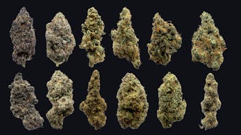 Northeast Alliance Huge Selection of Flower