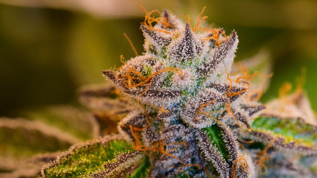 Selective - Recreational You Can't Find It 4 Less $125 OZ