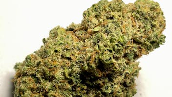 Bobby Brown Best Buds $65 OZ DEAL!!!!