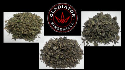 Gladiator Cannabis Familia Friday