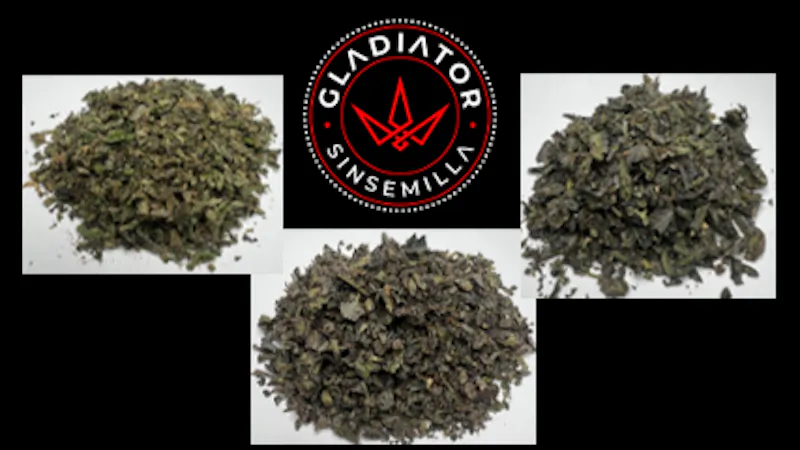 Gladiator Cannabis Familia Friday