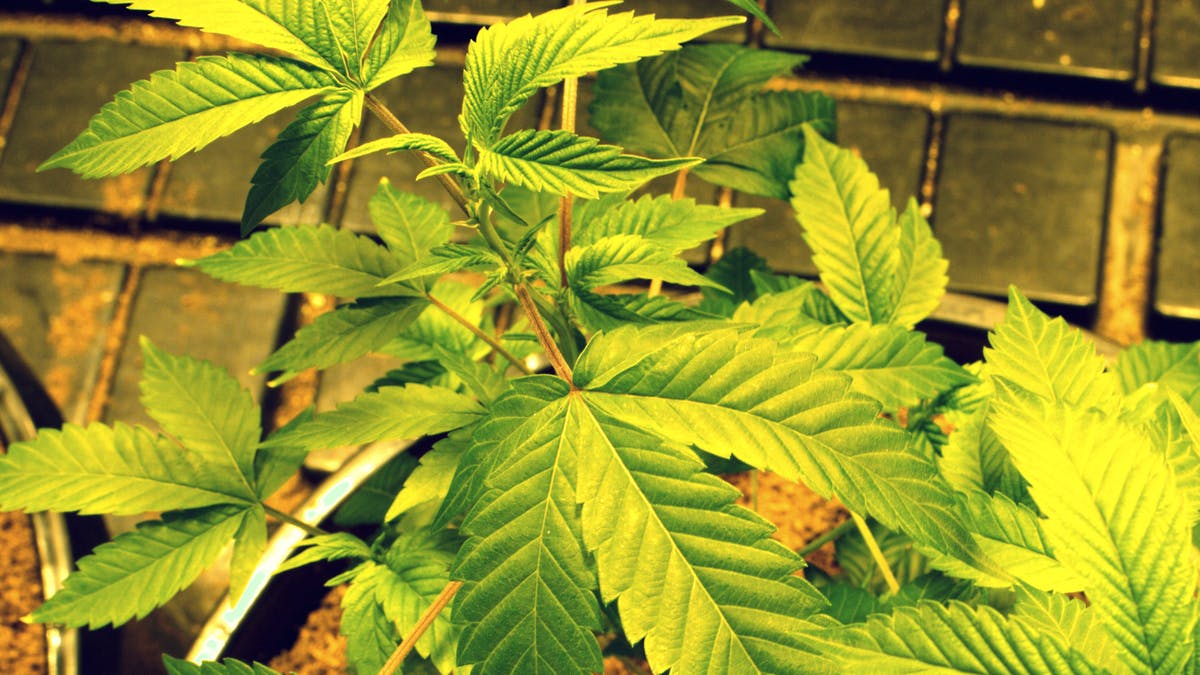 Prospect Hill Holistic (Pickup Available) CLONES AVAILABLE $20 EACH PICKUP STARTING 5/13
