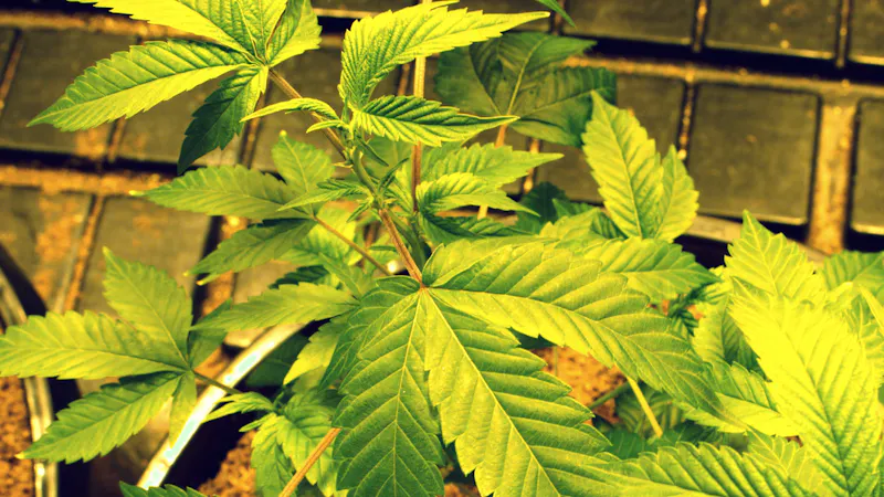 Prospect Hill Holistic (Pickup Available) CLONES AVAILABLE $20 EACH PICKUP STARTING 5/13