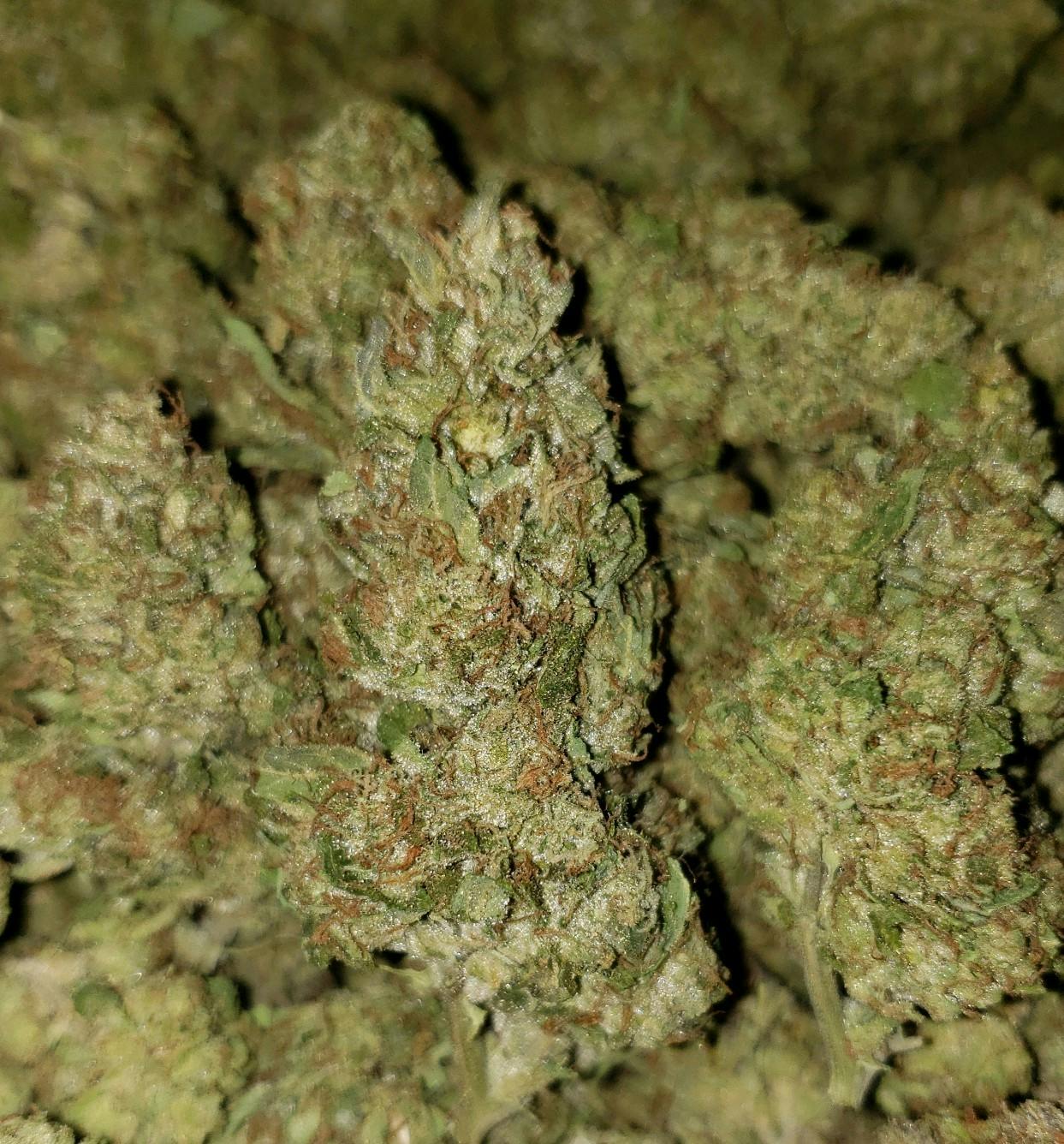 Weedmo - Clovis $120oz Dealz on high testing flowers