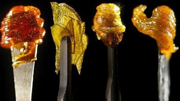 365 Recreational Cannabis - Seattle Wax Wednesday!