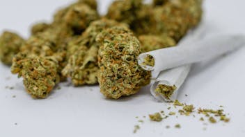 365 Recreational Cannabis - Seattle Flyin' High Fridays & Saturdays!