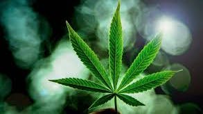 365 Recreational Cannabis - Seattle Best Buds Tuesday!