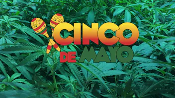 365 Recreational Cannabis - Seattle Feliz Cinco De Higho!