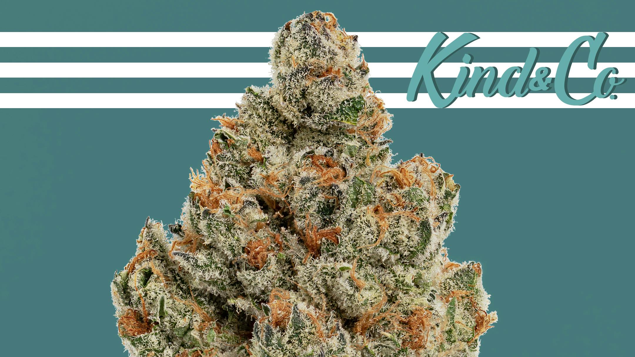 Kind & Co - Windham Hump Day Hustle